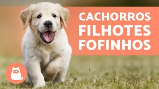 FILHOTES DE CACHORRO  TOP VÍDEOS para amar muito [upl. by Frances523]