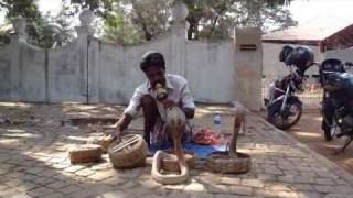 snake charmer with 4 cobras in Kochi India [upl. by Glendon]