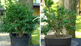 Bonsai Making From Branch Cutting [upl. by Porta]