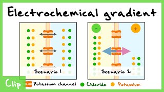 Nernst Equation And The Electrochemical Gradient Explained  Clip [upl. by Prissy324]