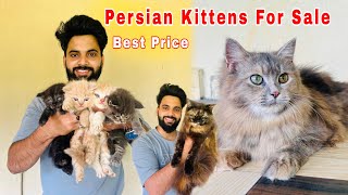 Persian Cats For Sale  Triple Coat Persian Kittens  Persian Cat Price In India  Persian Cat [upl. by Verlie]