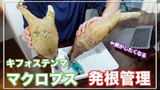 【初挑戦】ゆるくやっていきます｜キフォステンマ・マクロプス｜発根管理｜Cyphostemma uter macropus [upl. by Marmion278]