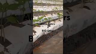 agriculture farming hydroponics polyhousefarm agro vegetablefarming [upl. by Clywd96]