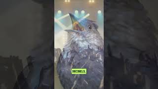 Can You Believe How Loud These Birds Are 🐦‍🔥birds interestingfacts [upl. by Esoryram]