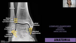 Ligamentos del Tobillo [upl. by Paz]