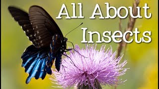 All About Insects for Children Bees Butterflies Ladybugs Ants and Flies for Kids  FreeSchool [upl. by Eelymmij]