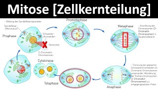 Mitose Zellkernteilung  Prophase Metaphase Anaphase Telophase 26  Biologie Oberstufe [upl. by Donaldson]