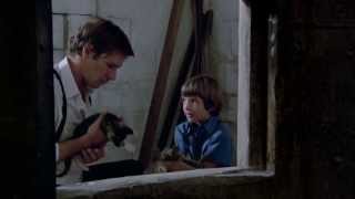 Lukas Haas and Harrison Ford do back rubs on kittens in Witness [upl. by Berlauda]