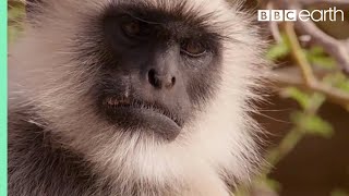 Scarface Fights Off Other Monkeys  Life Story  BBC Earth [upl. by Jari884]