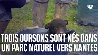 Trois oursons baribal sont nés dans un parc naturel près de Nantes [upl. by Draude]