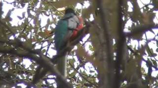 Calling Elegant Trogons in the Huachuca MountainsSE AZApril 12 2009 [upl. by Kam]