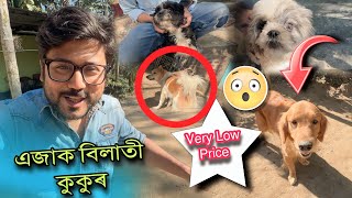 Assam dog market  Dog Farm  best dog market in assam  Dog video [upl. by Leahcimnaj]