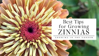 HOW to PLANT and GROW ZINNIAS plus TIPS for growing zinnias in HOT CLIMATES [upl. by Maye]