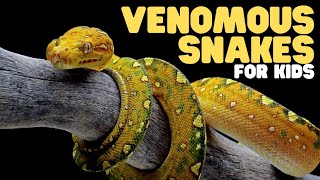 Venomous Snakes for Kids  Learn fun facts about venomous snake species [upl. by Alsi641]