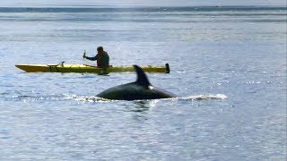 Close Encounter with Killer Whales  Deadly 60  BBC Earth Explore [upl. by Tuneberg471]