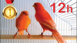 Red Canary 12h Training Song [upl. by Ashok]