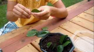 Propagating ZZ Plant Zamioculcas Zamiifolia  Leaf Cuttings [upl. by Ddene]