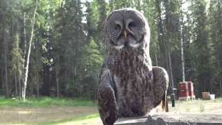 Great Gray Owl Strix nebulosa Perching on a Tree Stump in Fairbanks Alaska [upl. by Anneiv]