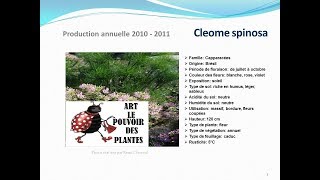 Tuto jardin Cleome spinosa fiche technique plante annuelle [upl. by Pippa]