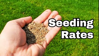 Grass Seed Application Rates  How Much Seed Do You Need Per Square Foot [upl. by Aleac937]