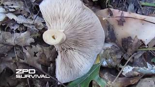 Blewit Mushroom Identification and Cooking [upl. by Janella]