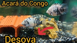 ⛔TUDO SOBRE ACARA DO CONGO LagodeBacia [upl. by Gnolb]