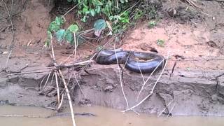 IMPRESIONANTE Anaconda cerca a Puerto maldonado [upl. by Innob]