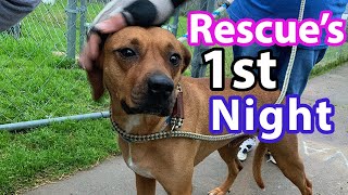 How to PREP for a RESCUE DOG  What to Expect FIRST NIGHT [upl. by Dahlstrom]