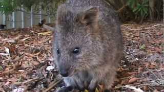 The Incredibly cute camera sniffing Quokkas from Rottnest Island [upl. by Essirahc82]