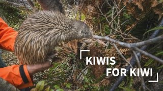 Kiwis for Kiwi [upl. by Eelac]