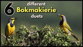 6 different Bokmakierie duets [upl. by Suivatal]