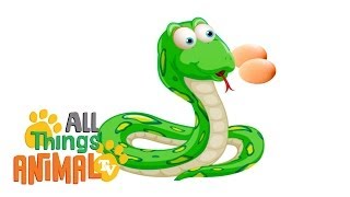 SNAKES   Animals For Kids  All Things Animal TV [upl. by Ymme]