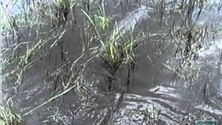 Alligator Gar Spawning at Lake Texoma Texas [upl. by Nawed]