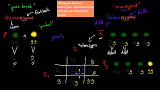 6Homozygous and Heterozygous genotype HSC biology [upl. by Celik]