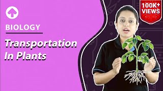 Transportation in Plants  Biology [upl. by Andaira]