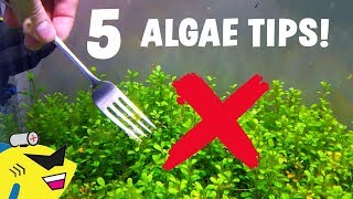 5 EASY TIPS To ELIMINATE ALGAE In Your Aquarium [upl. by Annod]