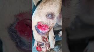 After a Month Without Treatment Dog’s Leg Swells to 2x the Size STORY BELOW [upl. by Combs]