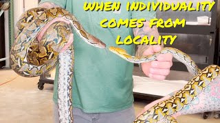 Reticulated Python Localities What Difference Can They Make [upl. by Prima]