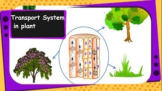 Science  Transportation in plants xylem phloem transpiration pull  English [upl. by Negrom]