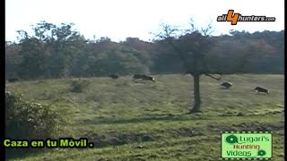 Caccia al cinghiale in battuta Lugari Video [upl. by Imeka220]