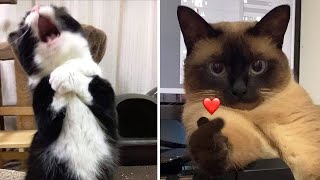 Compilation New Funniest Cat Videos 😹 You laugh You Lose 🤣 Best of Funny Cat Videos 😂 [upl. by Brainard]