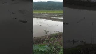 Manipur on war water farming save bird dont use pesticides [upl. by Brandice]