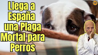 🆘 LLEGA A ESPAÑA UNA PLAGA MORTAL PARA PERROS 🆘 [upl. by Druce]