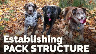 Establishing Pack Structure with the Family Dog [upl. by Yttisahc21]