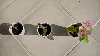 Why Bougainvillea Cuttings Fail  StepbyStep Guide  Get It Right MAKE IT BLOOM TOO Every Time [upl. by Helas]