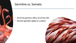 Germline vs Somatic Variants [upl. by Isyak]