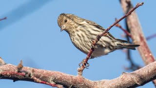 Pine Siskin Calls [upl. by Tnomal850]