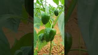 Southern BlightStem Rot of CapsicumSclerotium rolfsiiDr Bhupendra Singh KharayatePlant Health [upl. by Nugesulo]