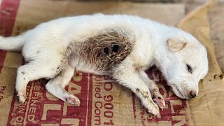 Puppies Rescued Withmaggot amp hole dog🥲😢🐶 [upl. by Ernaldus]