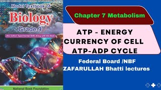 Class 9 Biology Federal Board NBF Chapter 7ATP ADP cycle ATP energy currency of cell [upl. by Esilahs]